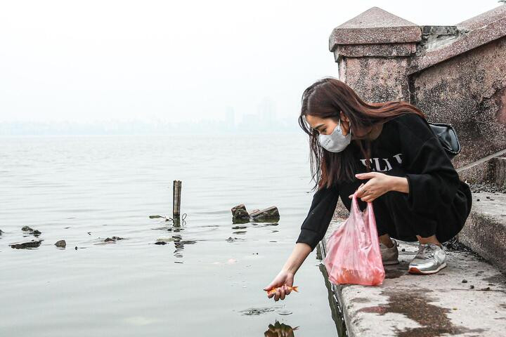 Nên thả cá chép nhẹ nhàng, không thả từ trên cao xuống vì cá dễ bị chết. (Ảnh: Đắc Huy)