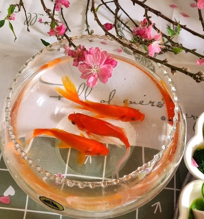 Cá chép được xem là lễ vật mang tính biểu trưng trong ngày cúng ông Công, ông Táo.