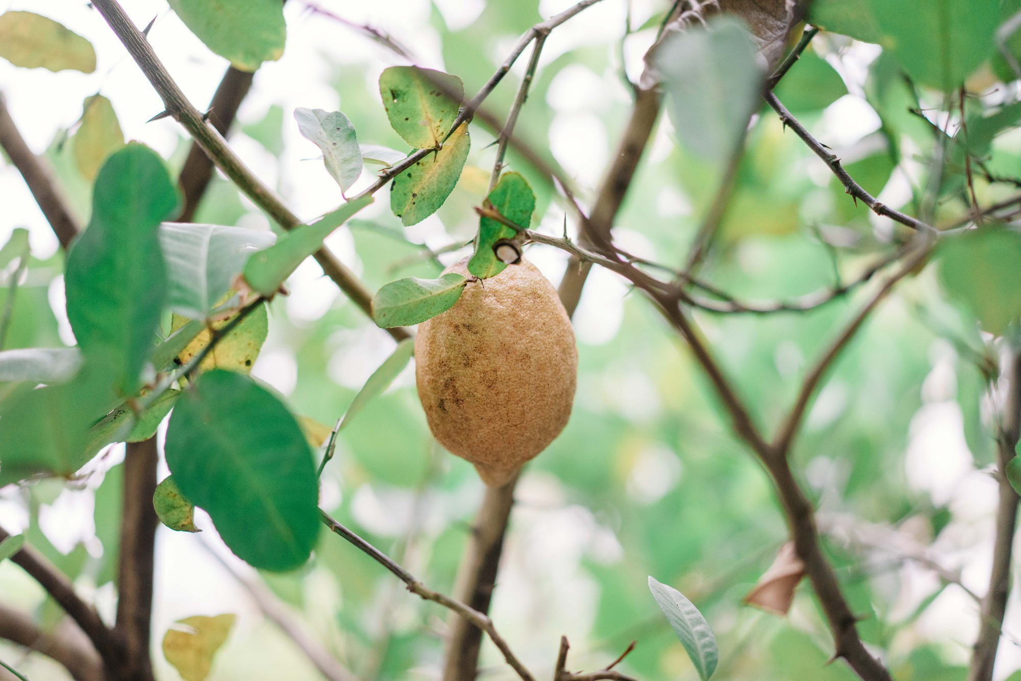 Điểm 'khác thường' trong penhouse lộng lẫy đón Tết sớm của 'nữ hoàng livestream' khiến nhiều người thán phục khi biết lý do- Ảnh 27.