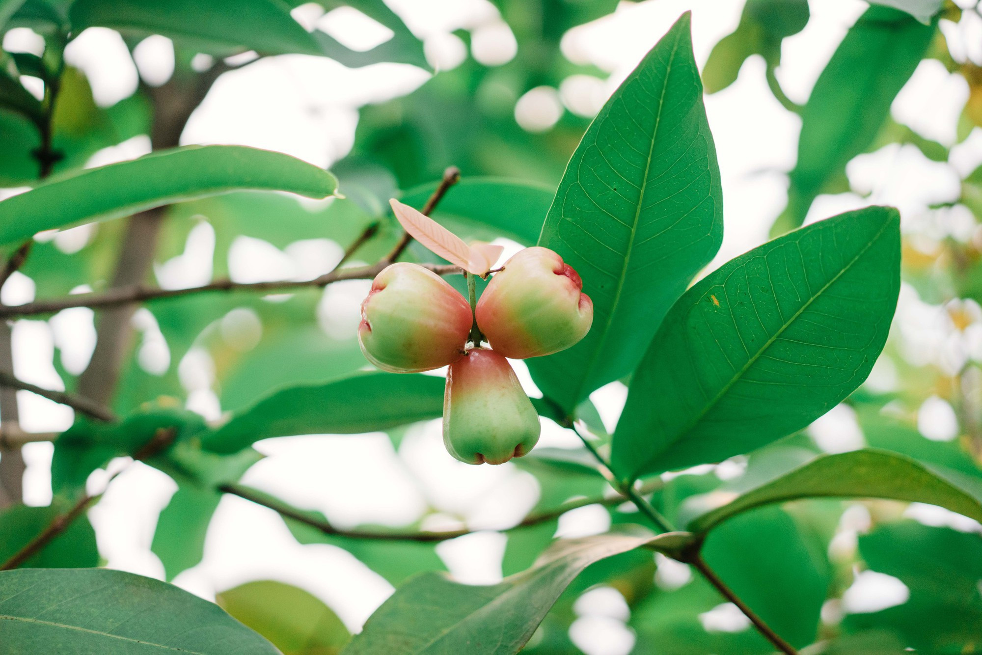 Điểm 'khác thường' trong penhouse lộng lẫy đón Tết sớm của 'nữ hoàng livestream' khiến nhiều người thán phục khi biết lý do- Ảnh 29.
