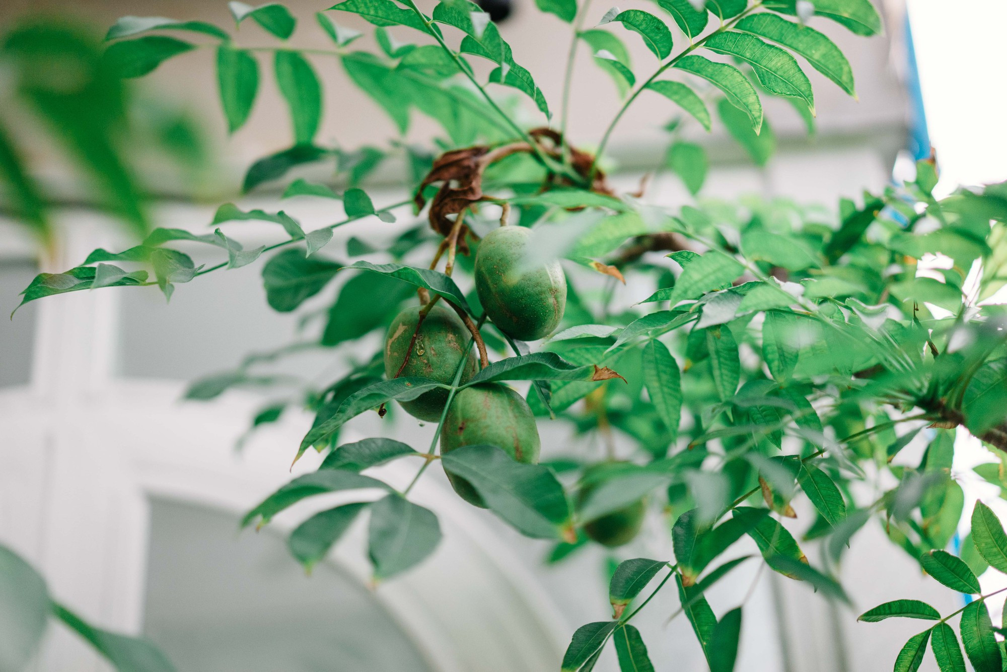 Penthouse triệu đô của ‘phú bà’ Hannah Olala ngập tràn sắc Xuân插图19 Điểm 'khác thường' trong penhouse lộng lẫy đón Tết sớm của 'nữ hoàng livestream' khiến nhiều người thán phục khi biết lý do- Ảnh 30.