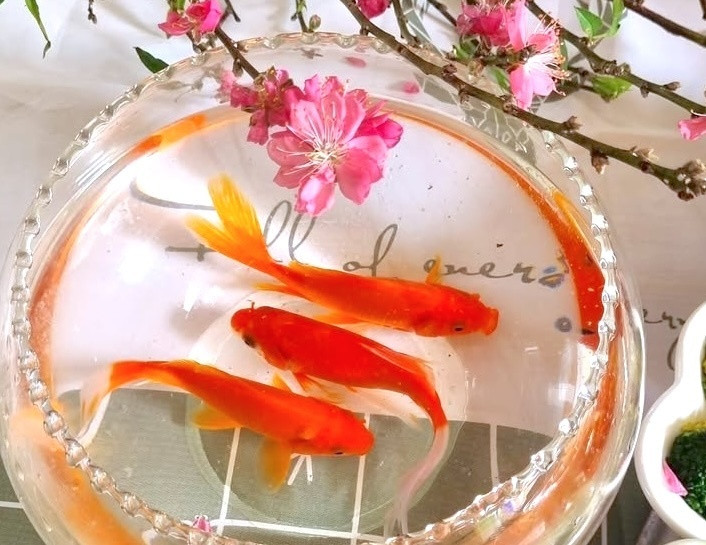 Cá chép là lễ vật không thể thiếu khi tiễn ông Công ông Táo.