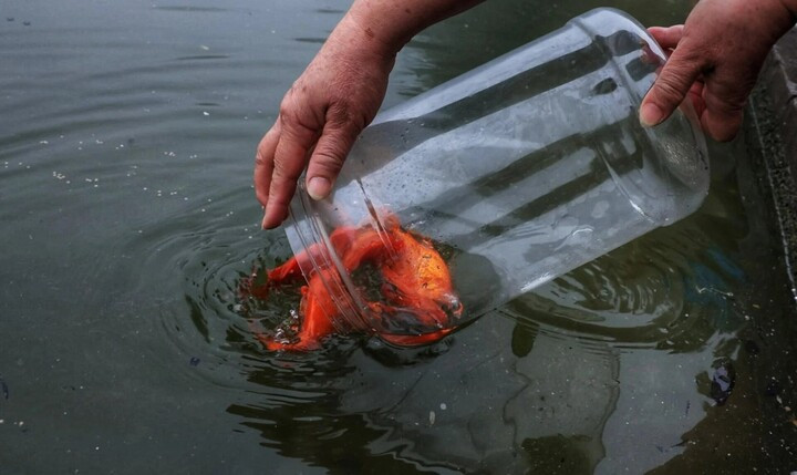 Thả cá chép để tiễn đưa ông Táo về trời, cầu mong năm mới bình an, thuận lợi. (Ảnh: Viên Minh)