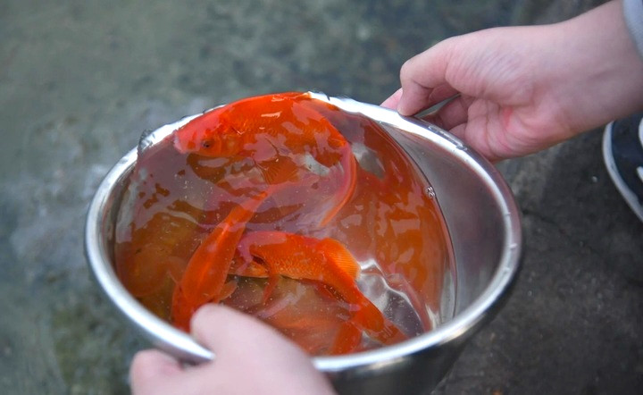 Trong lễ tiễn ông Công ông Táo ngày 23 tháng Chạp, cá chép giữ vai trò đặc biệt. (Ảnh: Viên Minh)