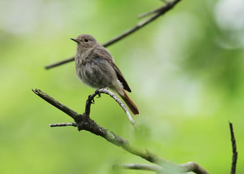 4 khung giờ sinh Âm lịch mang phúc khí, tuổi già đủ đầy, thong dong - Ảnh 4.