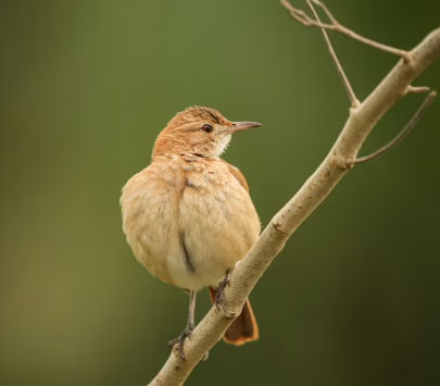 4 khung giờ sinh Âm lịch mang phúc khí, tuổi già đủ đầy, thong dong - Ảnh 1.