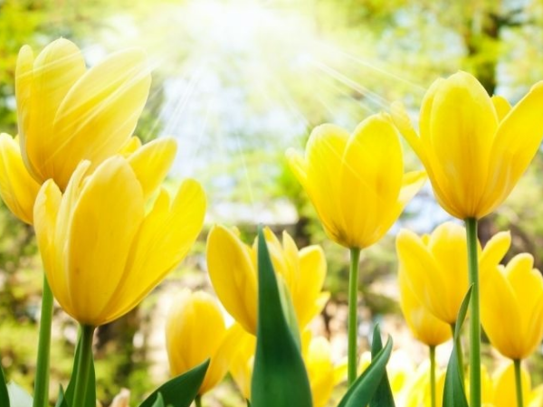 Đúng hôm nay, thứ 2 ngày 9/2/2026, 3 con giáp gặp thời gặp thế, tiền vàng 'chất thành núi', giàu sang khó ai bì kịp, mọi điều hanh thông  - Ảnh 3