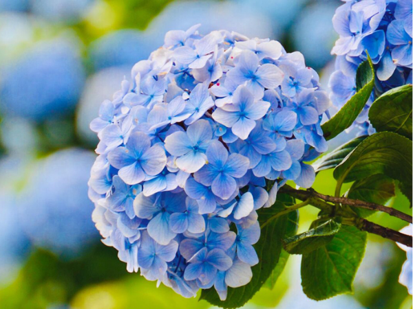 Đúng hôm nay, thứ 2 ngày 9/2/2026, 3 con giáp gặp thời gặp thế, tiền vàng 'chất thành núi', giàu sang khó ai bì kịp, mọi điều hanh thông - Ảnh 1