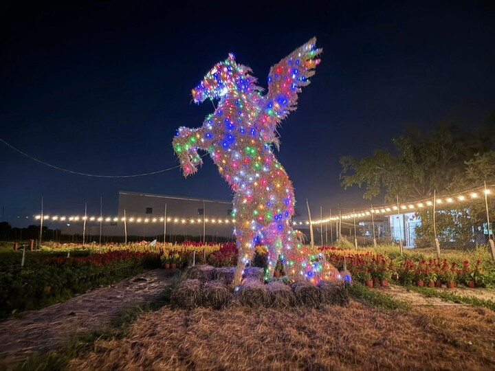 Ở tỉnh Tây Ninh, vườn hoa Tết Anh Kiệt (ấp Mới 1, xã Mỹ Hạnh) là một trong những điểm đến thu hút đông đảo người dân, du khách nhờ sự xuất hiện của linh vật ngựa cao 6m làm bằng rơm. Buổi tối, linh vật được trang hoàng phát sáng lung linh. (Ảnh: Vườn hoa Anh Kiệt)