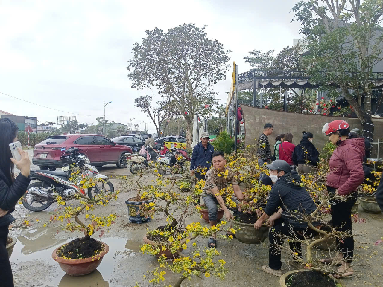 Người dân Nghệ An ủng hộ người đàn ông bán mai Tết sau vụ bị lừa - Ảnh 1.