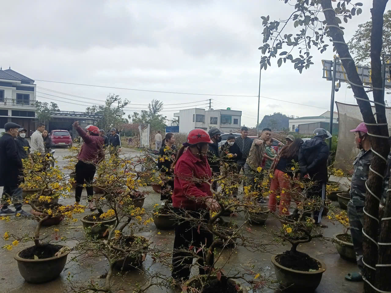 Người dân Nghệ An ủng hộ người đàn ông bán mai Tết sau vụ bị lừa - Ảnh 4.