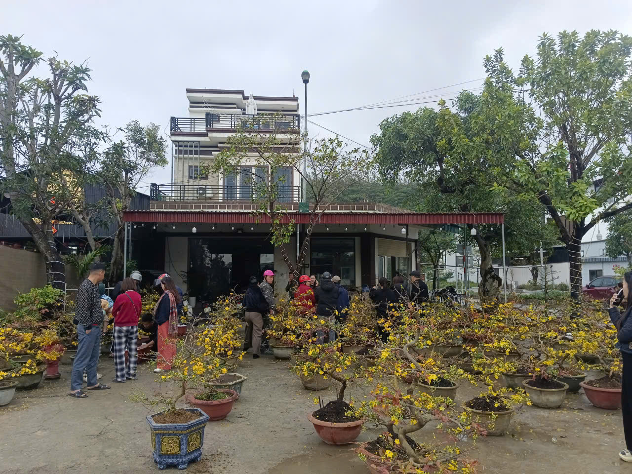 Người dân Nghệ An ủng hộ người đàn ông bán mai Tết sau vụ bị lừa - Ảnh 2.