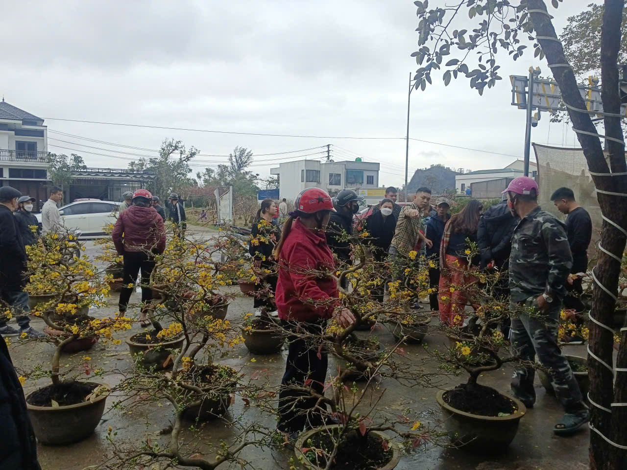 Người dân Nghệ An ủng hộ người đàn ông bán mai Tết sau vụ bị lừa - Ảnh 6.