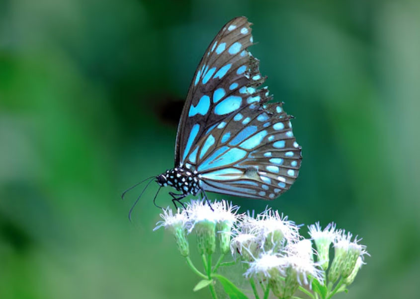 Tháng sinh Âm lịch của người có nghị lực mạnh mẽ, dễ giàu từ trung niên - Ảnh 2.