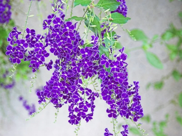 Tử vi 4 ngày liên tiếp (13, 14, 15 và 16/3), 3 con giáp túi tiền rủng rỉnh, bạc vàng đầy nhà, vô cùng giàu có, ngồi không hưởng LỘC TRỜI  - Ảnh 1