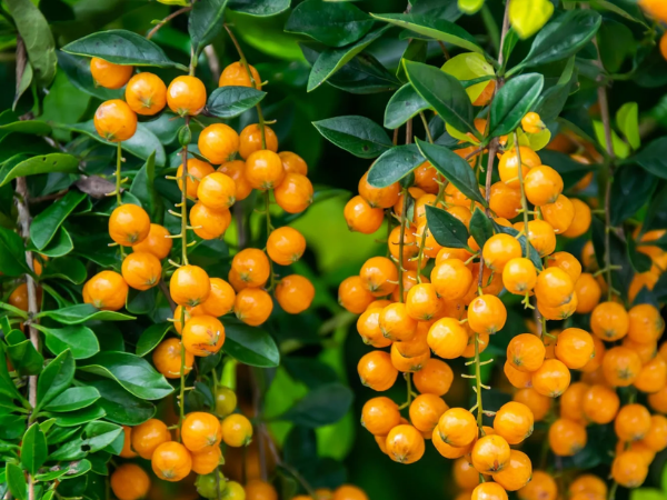 Tử vi 4 ngày liên tiếp (13, 14, 15 và 16/3), 3 con giáp túi tiền rủng rỉnh, bạc vàng đầy nhà, vô cùng giàu có, ngồi không hưởng LỘC TRỜI  - Ảnh 2