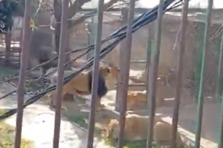 Say rượu thả 6 con sư tử khỏi chuồng, người đàn ông nhận cái kết đau đớn插图 Sư tử được nuôi nhốt trong khu bảo tồn dành cho những động vật từng biểu diễn xiếc. (Ảnh: Jam Press)