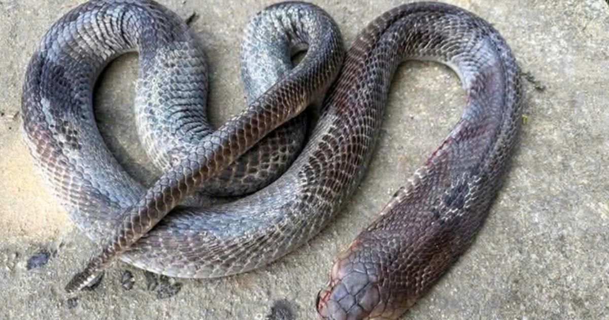 Tình trạng sức khỏe cụ ông sau khi kẹp con rắn hổ mang cắn mình về nhà插图2