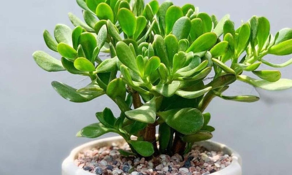 Để loại cây cảnh này trong bếp vừa giúp không gian bếp có thêm sinh khí, vừa hút tài lộc - Ảnh 3.