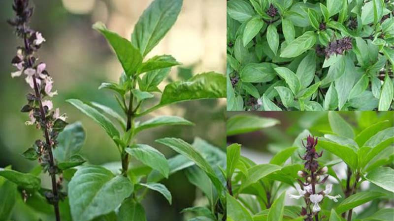 Để loại cây cảnh này trong bếp vừa giúp không gian bếp có thêm sinh khí, vừa hút tài lộc - Ảnh 1.