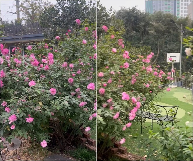 Sở thích làm vườn của Cục trưởng Xuân Bắc tại biệt phủ ngọai ô Hưng Yên - Ảnh 20.