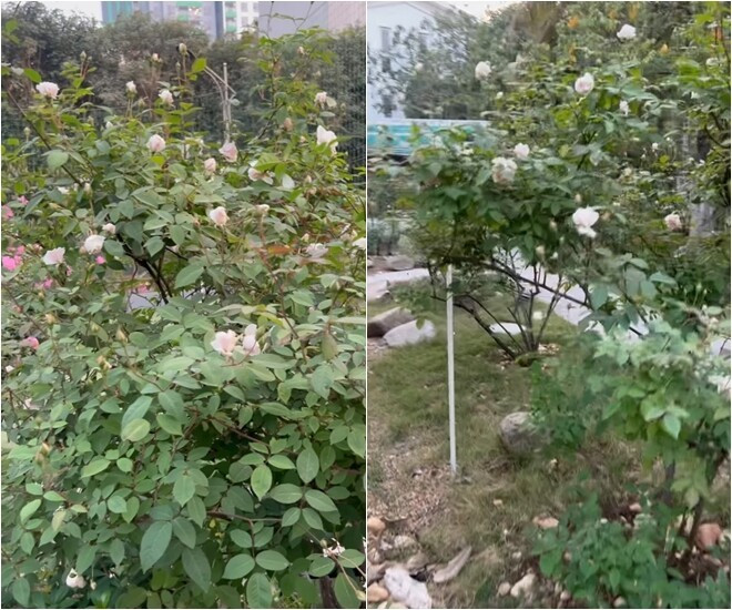 Sở thích làm vườn của Cục trưởng Xuân Bắc tại biệt phủ ngọai ô Hưng Yên - Ảnh 23.