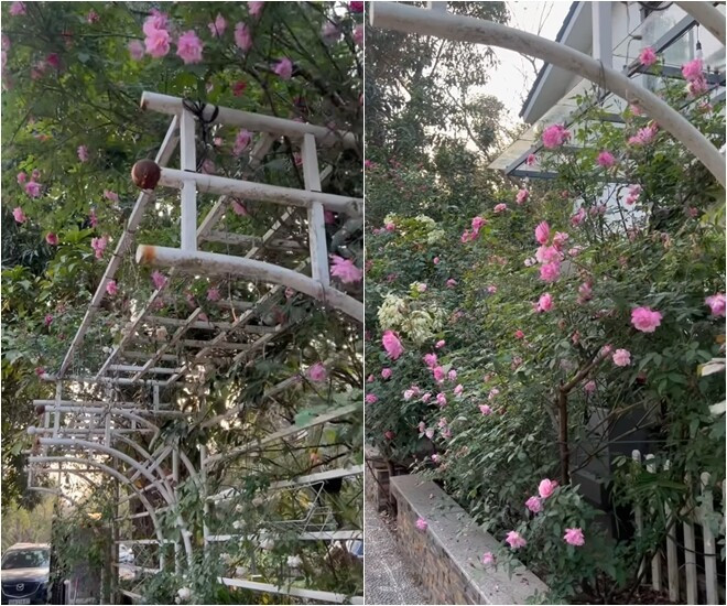 Sở thích làm vườn của Cục trưởng Xuân Bắc tại biệt phủ ngọai ô Hưng Yên - Ảnh 22.