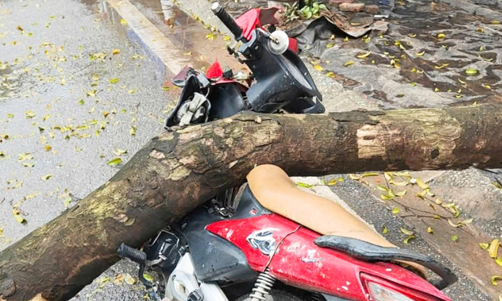 Chiếc xe máy bị thân cây đè trúng. (Ảnh: Hoàng Lê)