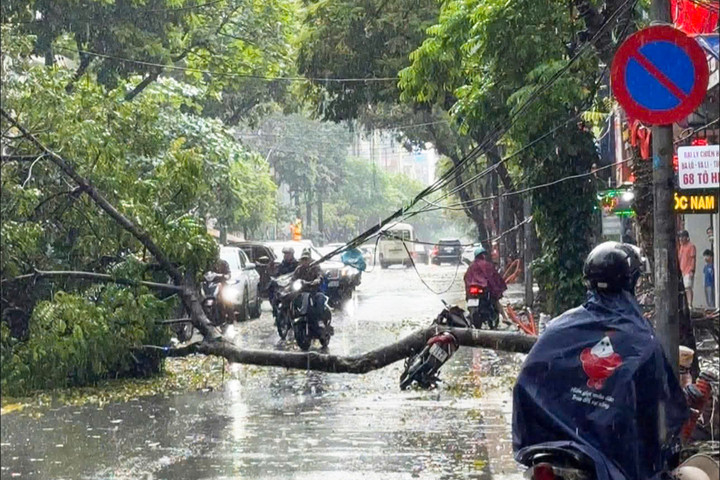Cây xanh đổ chắn ngang đường Tô Hiệu, phường Hà Đông. (Ảnh: Hoàng Lê)