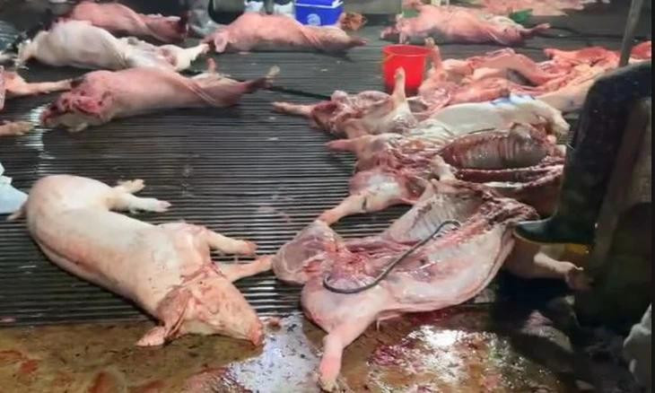 Vụ thịt lợn dịch vào bếp ăn: Nói thẳng về trách nhiệm của ngành nông nghiệp插图 65738556413845067170535183552149931739646732n-17747828386651326790788jpg.jpg