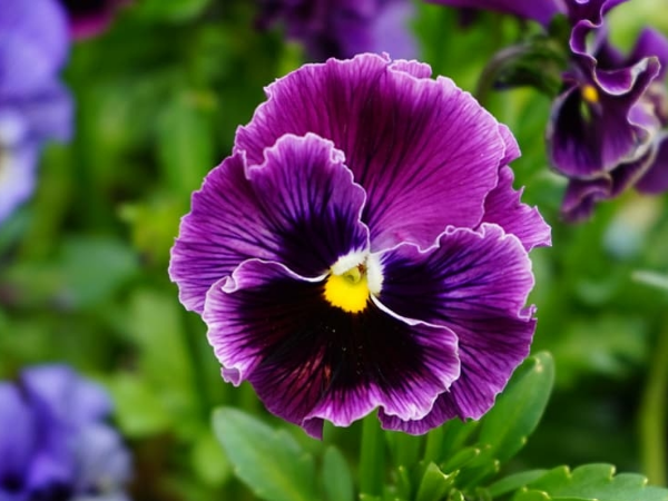 Đúng 8 ngày tới (13/3), 3 con giáp sự nghiệp rực sáng, an nhàn tự tại, giàu sang nghẹt thở, Phú Quý Phát Tài - Ảnh 2