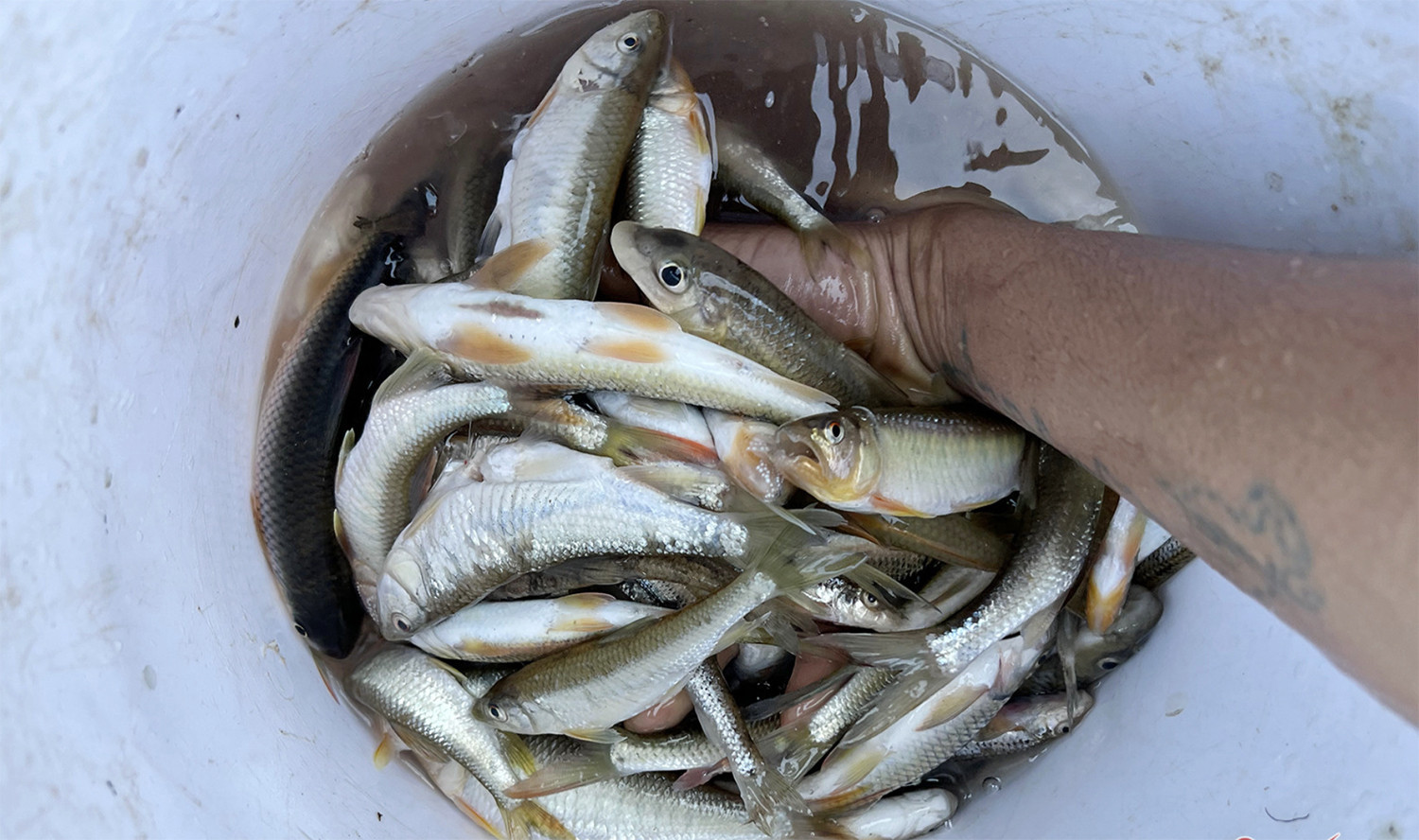 cá mát 5.jpg