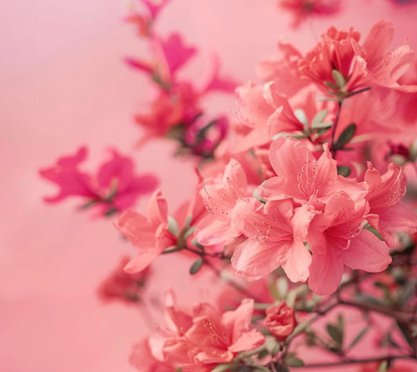 Ngày sinh Âm lịch của người có phúc đức sâu dày, cuộc đời rực rỡ 'như hoa như ngọc' - Ảnh 1.