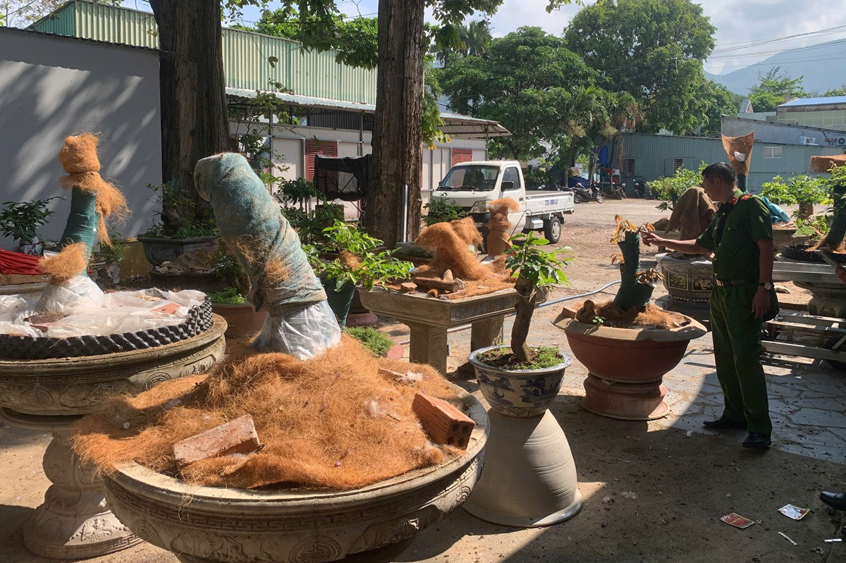 Người đàn ông bị phạt, tịch thu 42 cây mai vàng không rõ nguồn gốc ở Côn Đảo.jpg