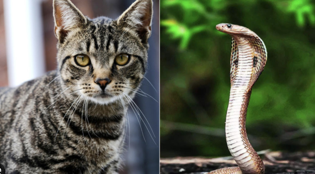 Nhà có 1 trong 4 cặp đôi con giáp này: Tiền bạc kéo đến, giàu sang 3 đời插图2 Nhà có 1 trong 4 cặp đôi con giáp này: Tiền bạc kéo đến, giàu sang 3 đời - Ảnh 3.