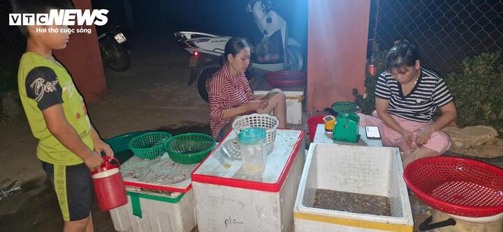 Ve bắt ra được thương lái thu mua toàn bộ, làm sạch trước khi đưa về các đầu mối bán lẻ tiêu thụ hoặc giao cho