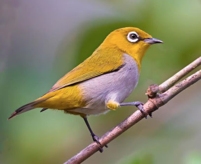 am lich 1 17762451207601648189660.jpg