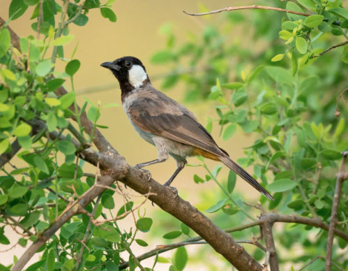 am lich 3 1776245120776238021404.jpg