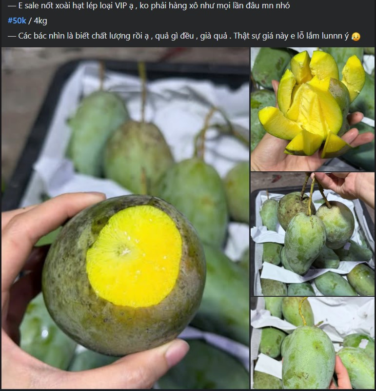 Tiểu thương lý giải xoài hạt lép ‘làm mưa làm gió’ thị trường, hàng về tới đâu tiêu thụ hết tới đó - Ảnh 3.