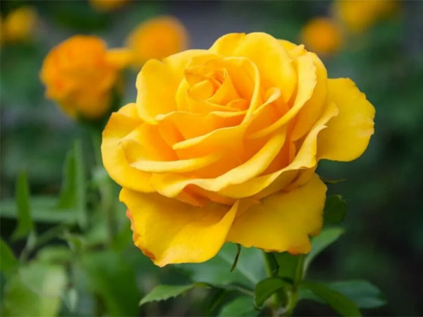 Bước qua tháng 3 âm lịch, 3 con giáp gặp dữ hóa lành, vươn tới giàu sang, suôn sẻ đủ đường, ngồi mát đếm tiền - Ảnh 2