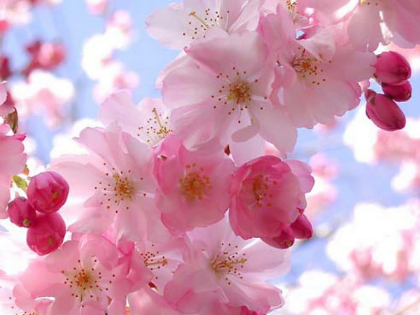 Bước qua tháng 3 âm lịch, 3 con giáp gặp dữ hóa lành, vươn tới giàu sang, suôn sẻ đủ đường, ngồi mát đếm tiền - Ảnh 1