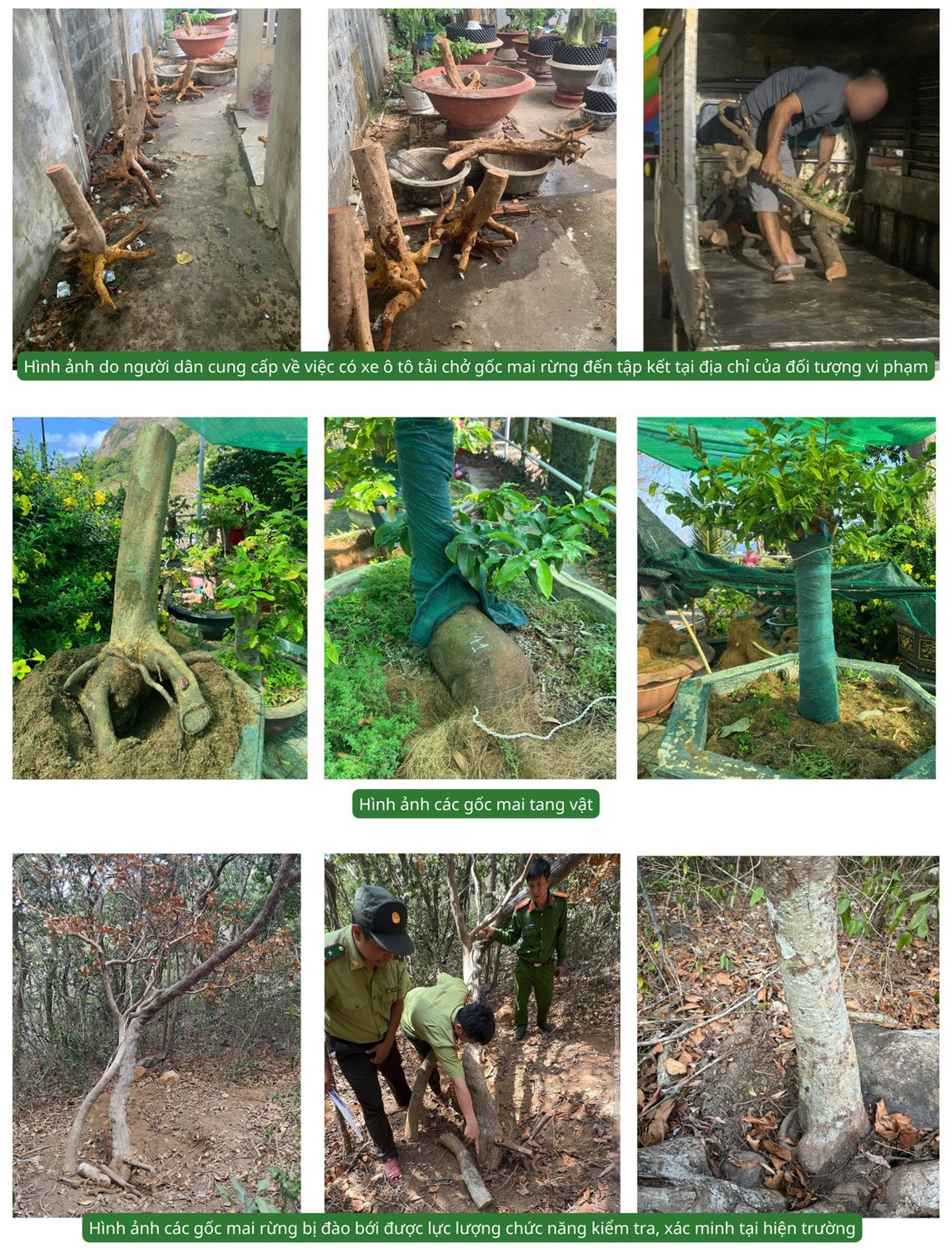 Diễn biến mới vụ 42 gốc cây mai bị tịch thu ở Côn Đảo 21 gốc được trả lại.jpg