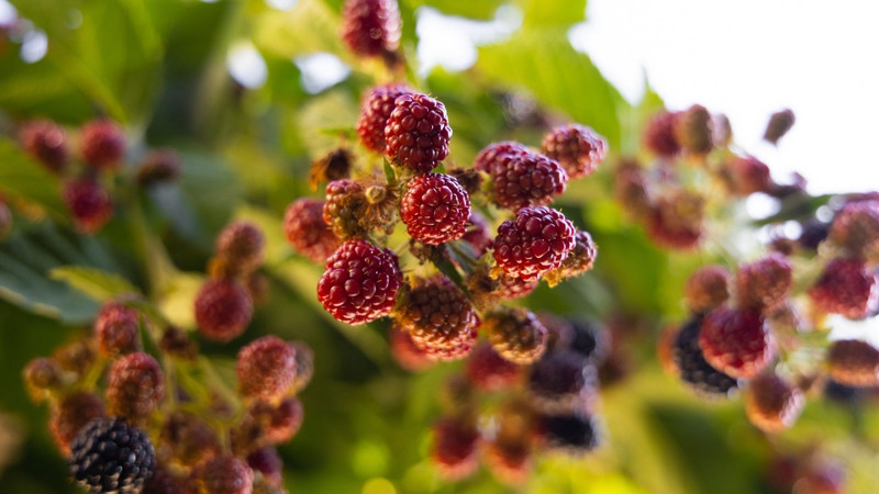 4 Lọai rau quả giàu selen giúp bảo vệ gan hiệu quả và tự nhiên - Ảnh 4.