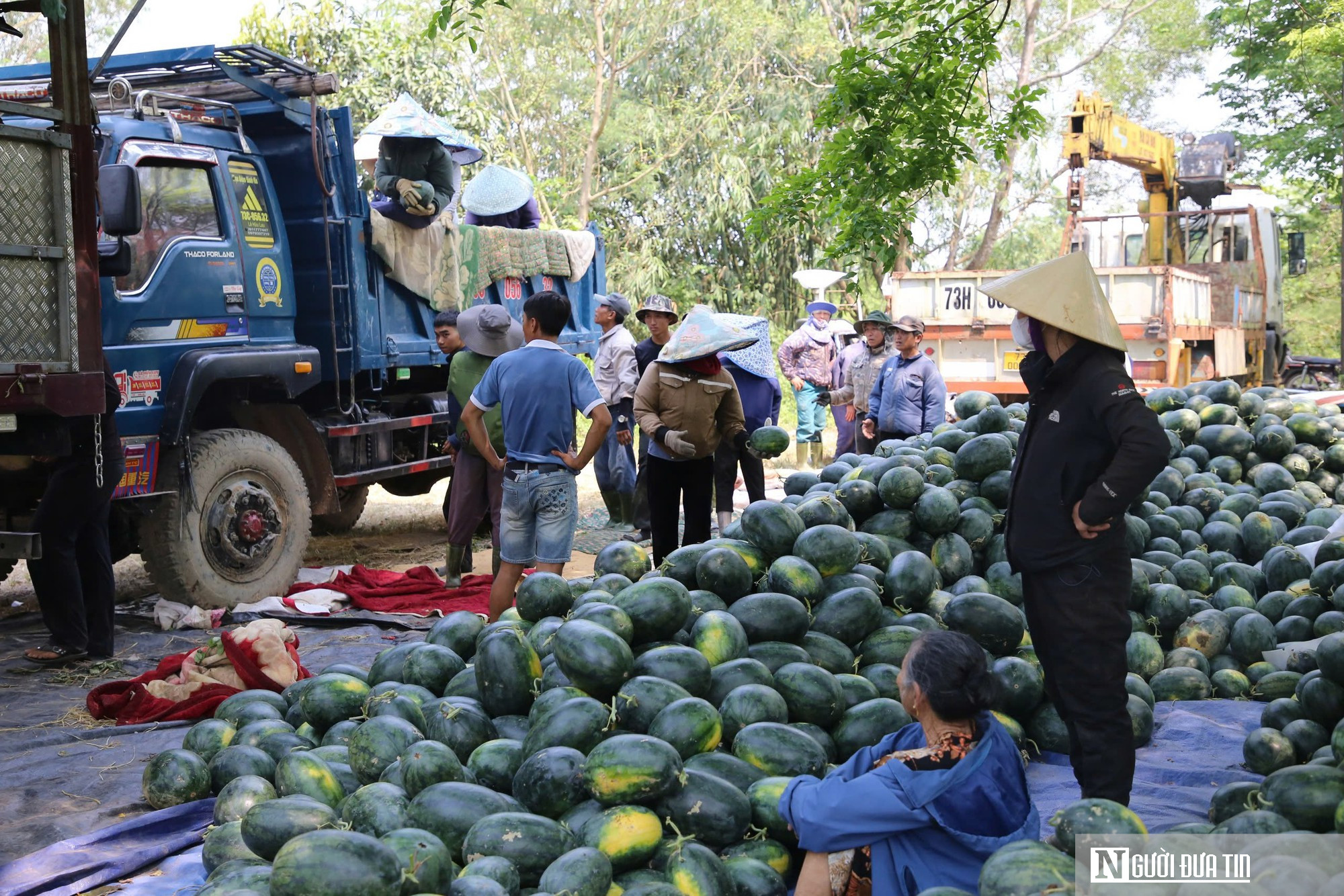 Dưa được mùa, chín đầy ruộng nhưng người trồng vẫn lo