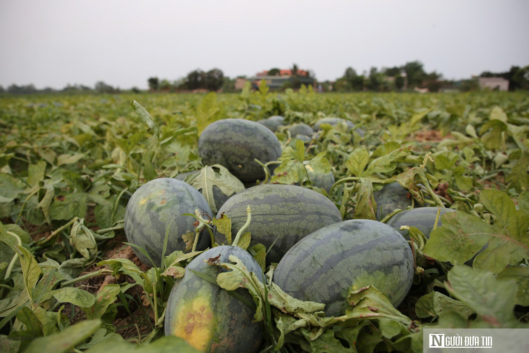 Dưa được mùa, chín đầy ruộng nhưng người trồng vẫn lo