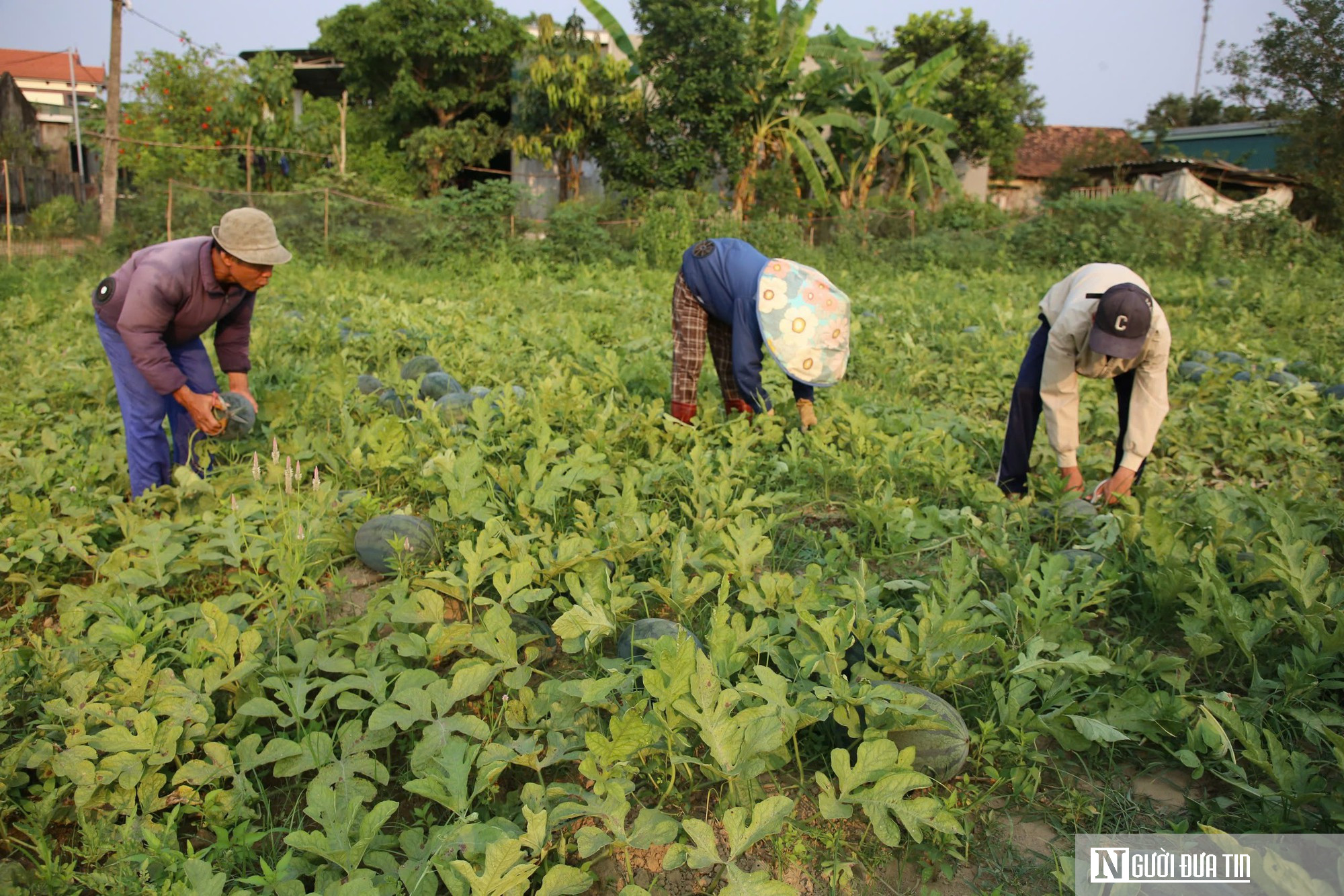 Dưa được mùa, chín đầy ruộng nhưng người trồng vẫn lo