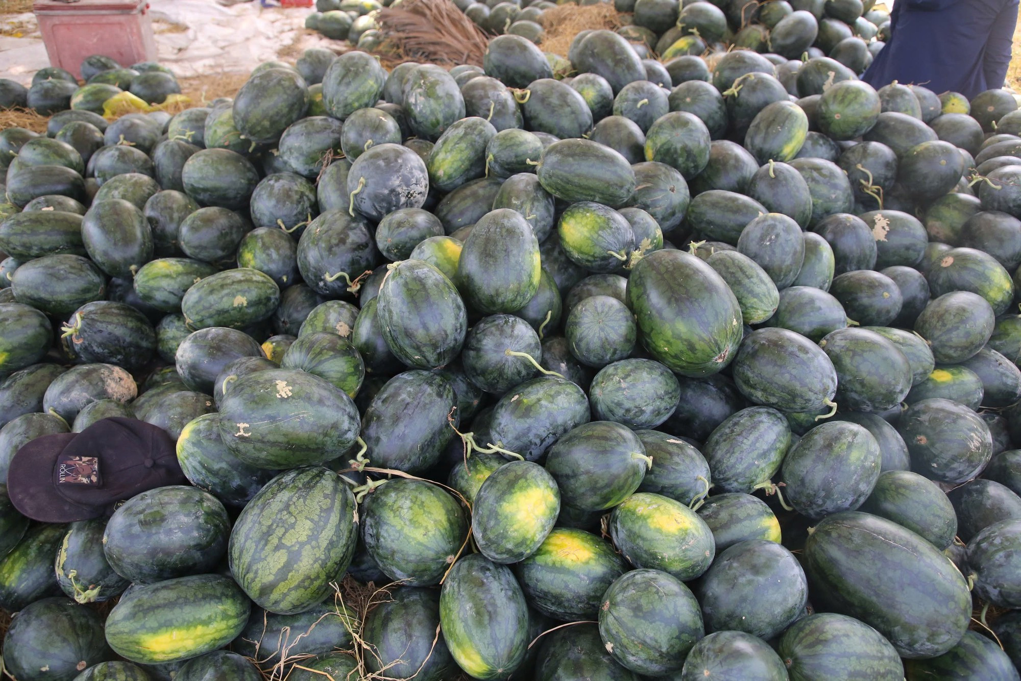 Dưa được mùa, chín đầy ruộng nhưng người trồng vẫn lo