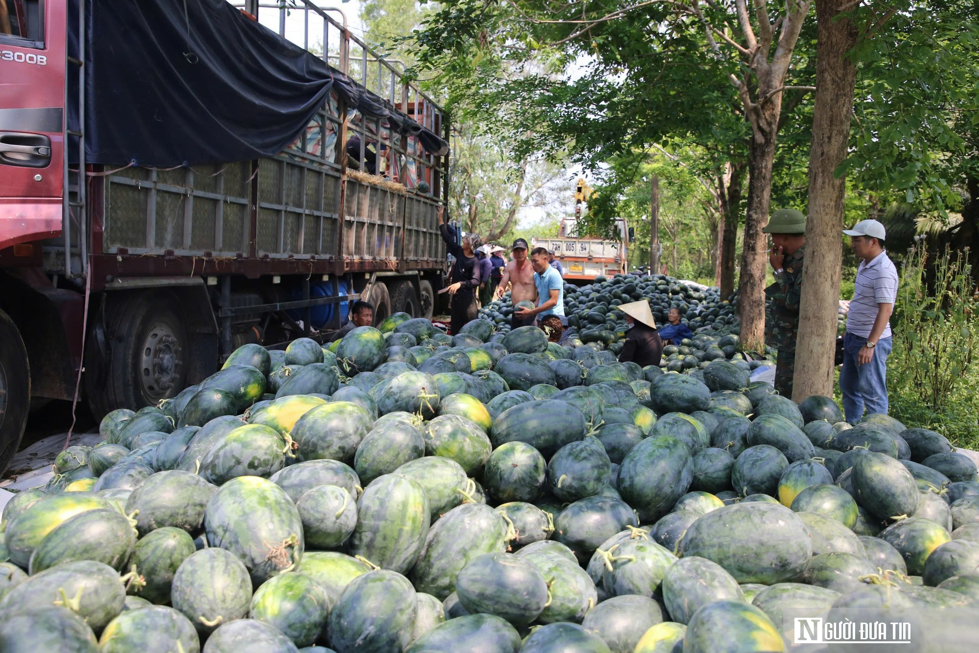 Dưa được mùa, chín đầy ruộng nhưng người trồng vẫn lo
