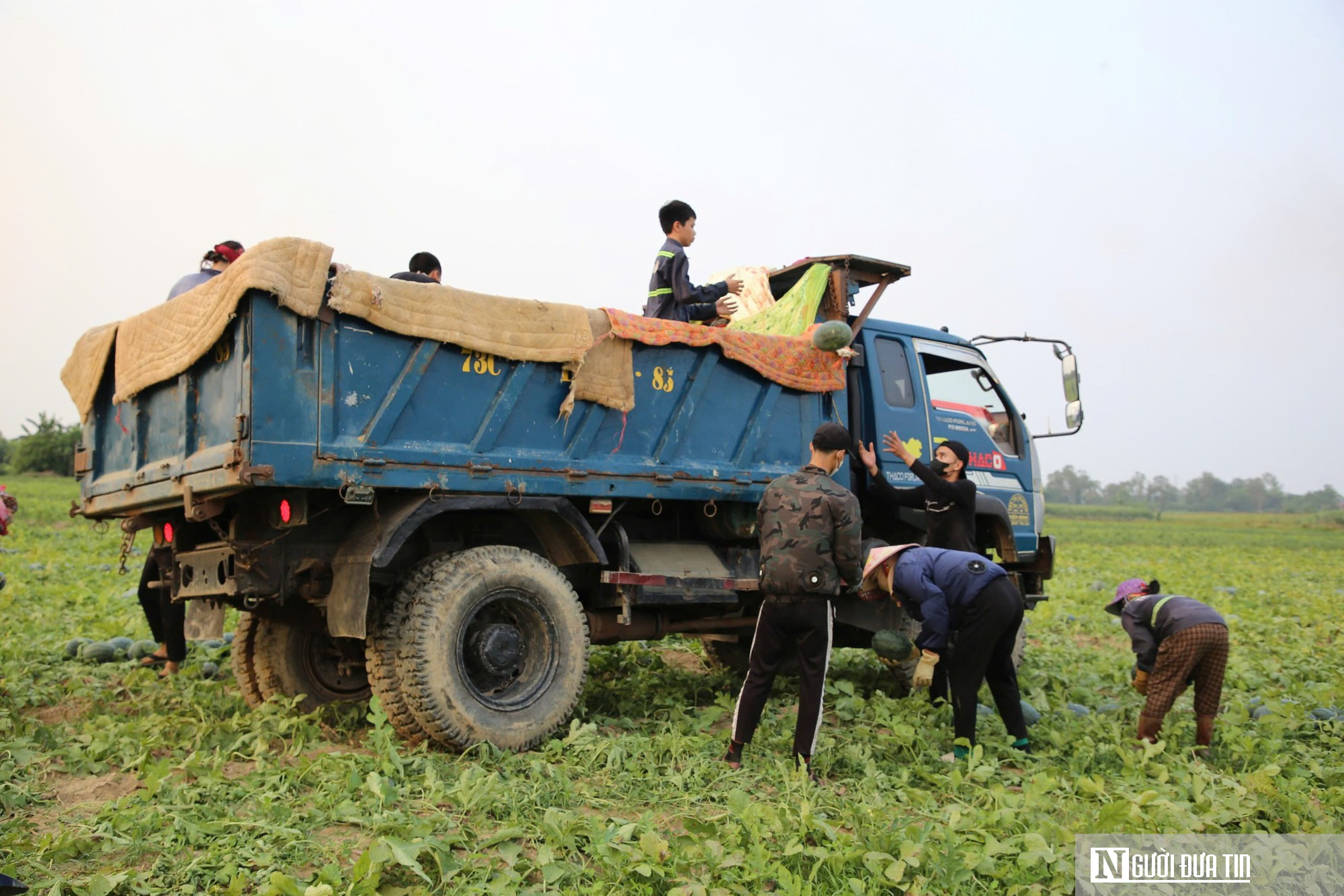 Dưa được mùa, chín đầy ruộng nhưng người trồng vẫn lo