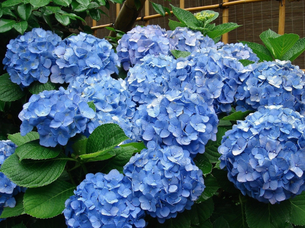 Đúng hôm nay, thứ 2 ngày 20/4/2026, 3 con giáp 'trúng quả' trời cho, sự nghiệp tăng tiến như 'ngựa phi mã', vận mệnh rực sáng không ngờ - Ảnh 3